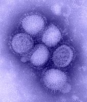 H1N1_influenza_virus