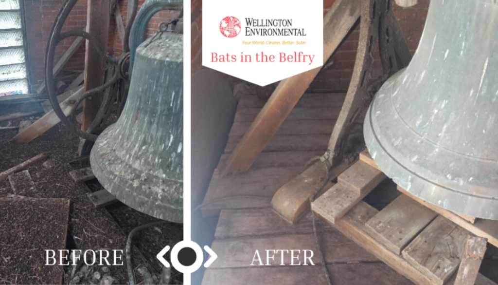 Bats in the Belfry