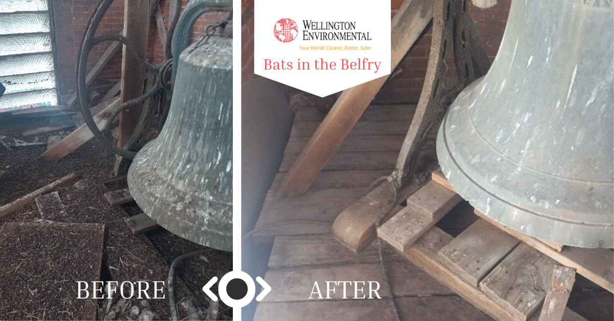 Bats in Belfry Requires Unique Solution from Wellington Environmental