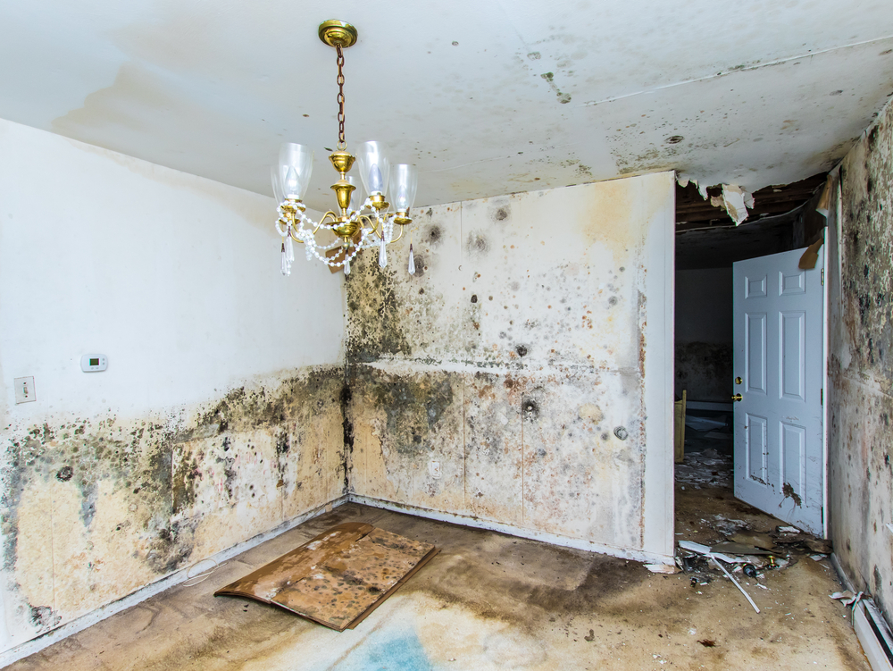 The Hidden Dangers of Neglecting Mold Testing in Your Home