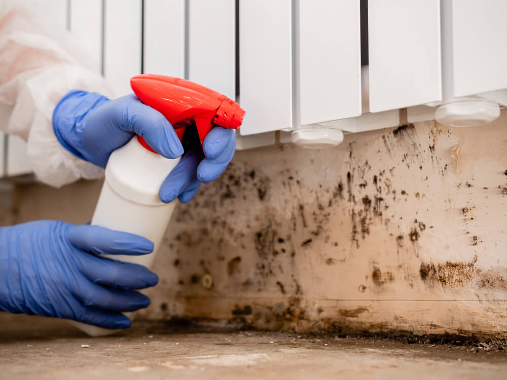 Why Professional Mold Remediation Services Are Essential for Homes and Businesses