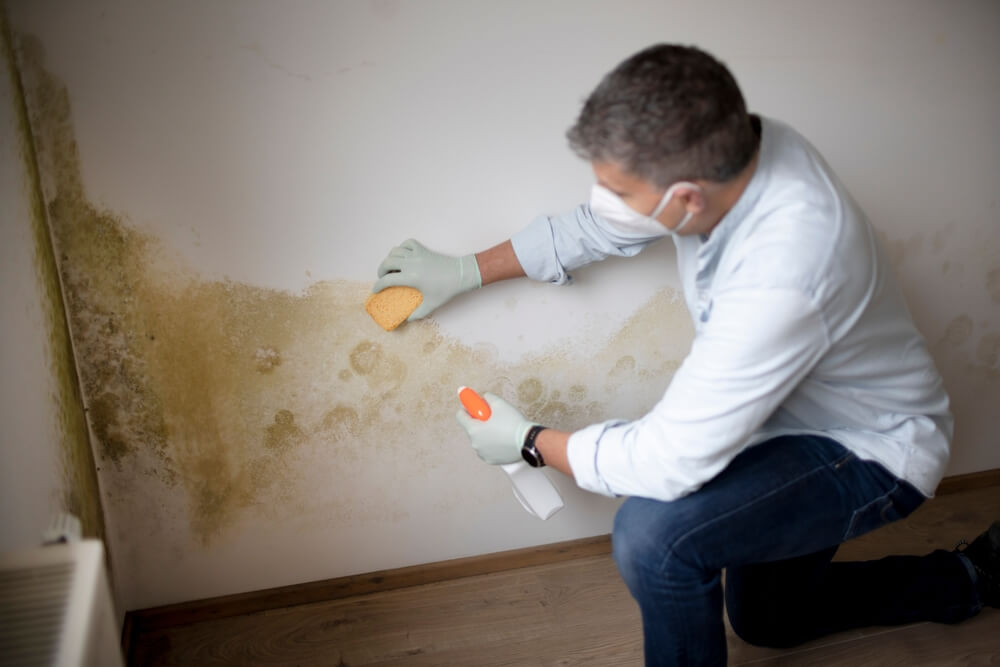 Decoding Mold Remediation: Residential vs. Commercial Explained