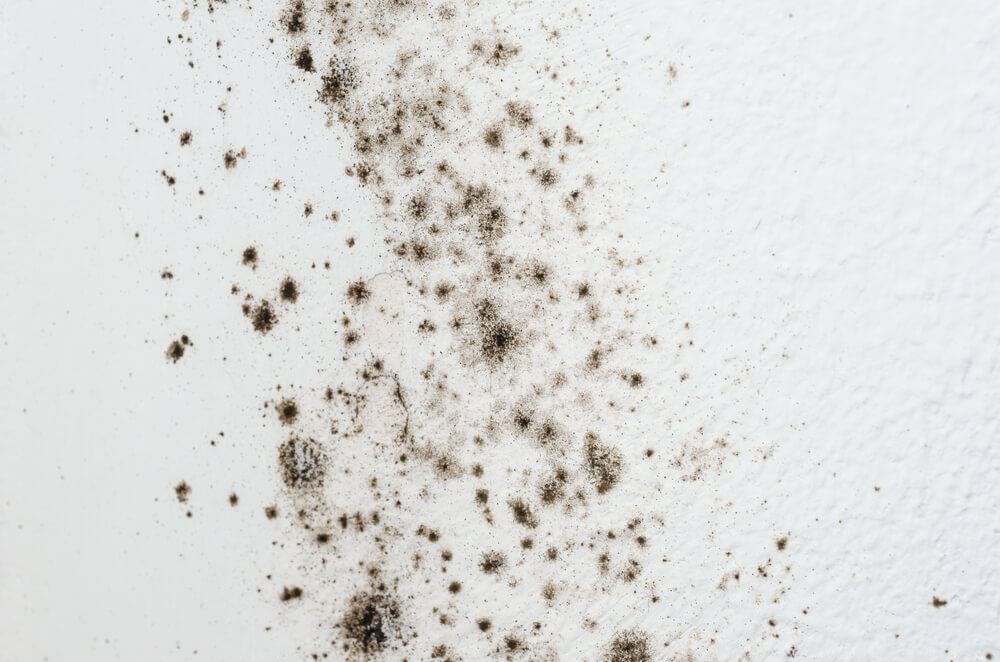 Mold on a white wall.