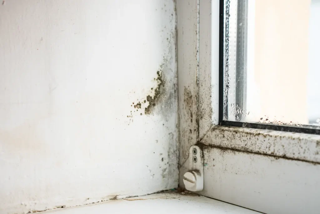 Mold Remediation Myths: Debunking Common Misconceptions